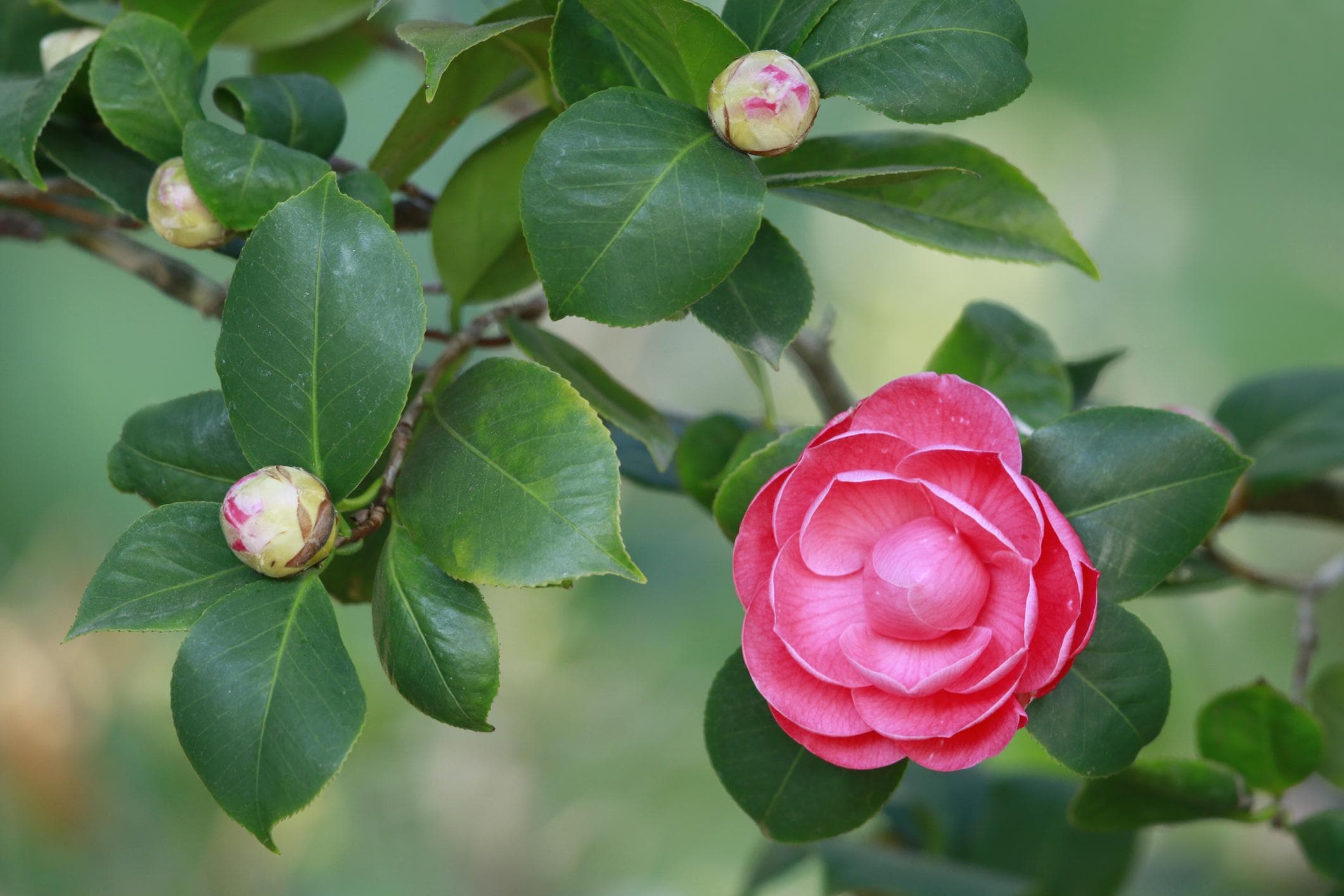 Camelia en flor, con brotes y follaje verde