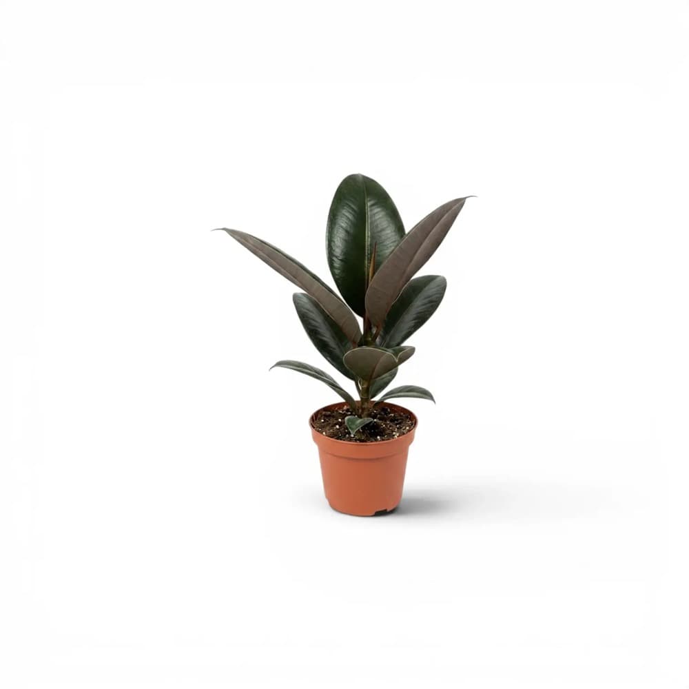 Foto de Ficus elastica, mostrada en la ficha real de Verdece