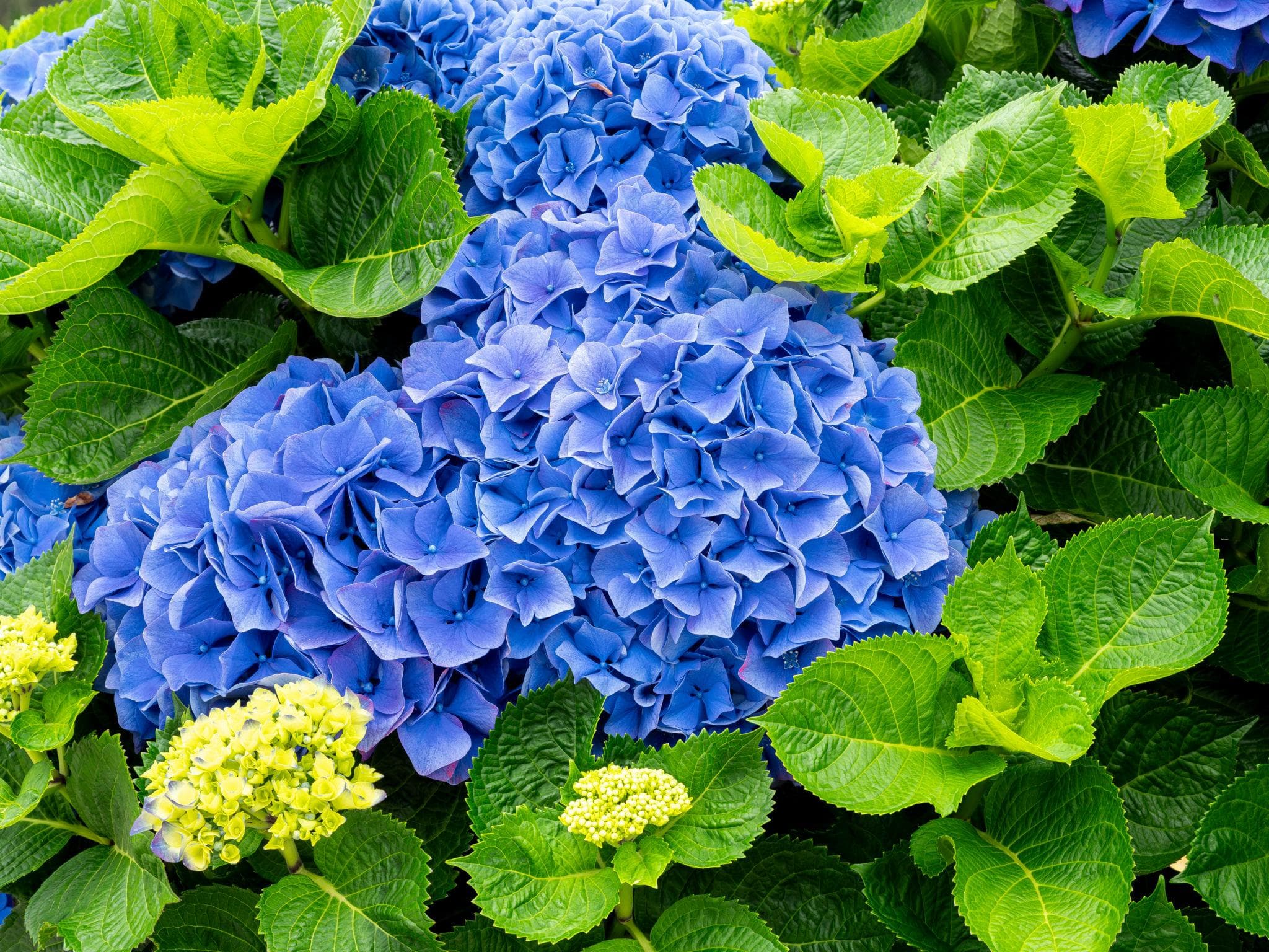 Hortensia en flor, con follaje denso y saludable