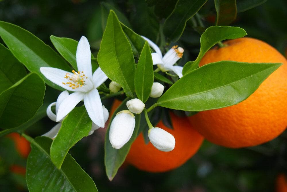 Naranjo con flores y frutos, uno de los cuidados que puedes consultar en Verdece