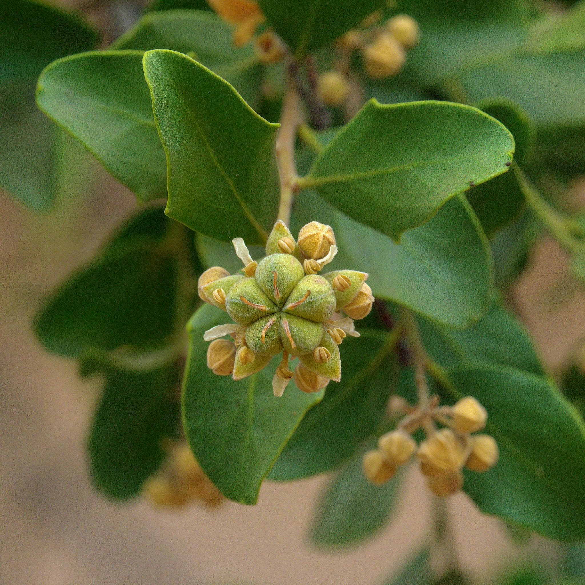 Quillay, árbol nativo chileno de follaje denso