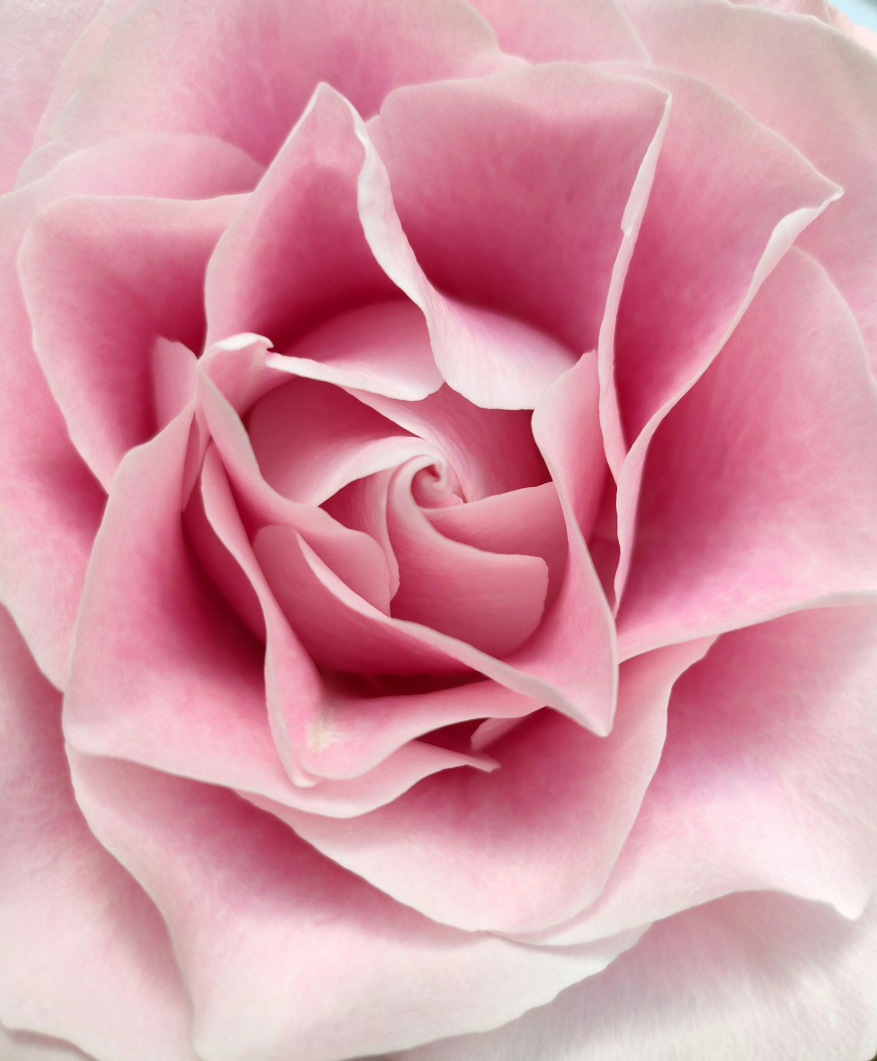 Flor de rosa
